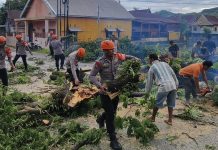 Tim SAR Brimob Polda Sulsel Evakuasi Pohon Tumbang di Jalan Poros Parepare–Makassar