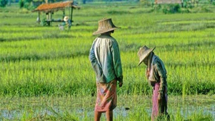 petani-696x392